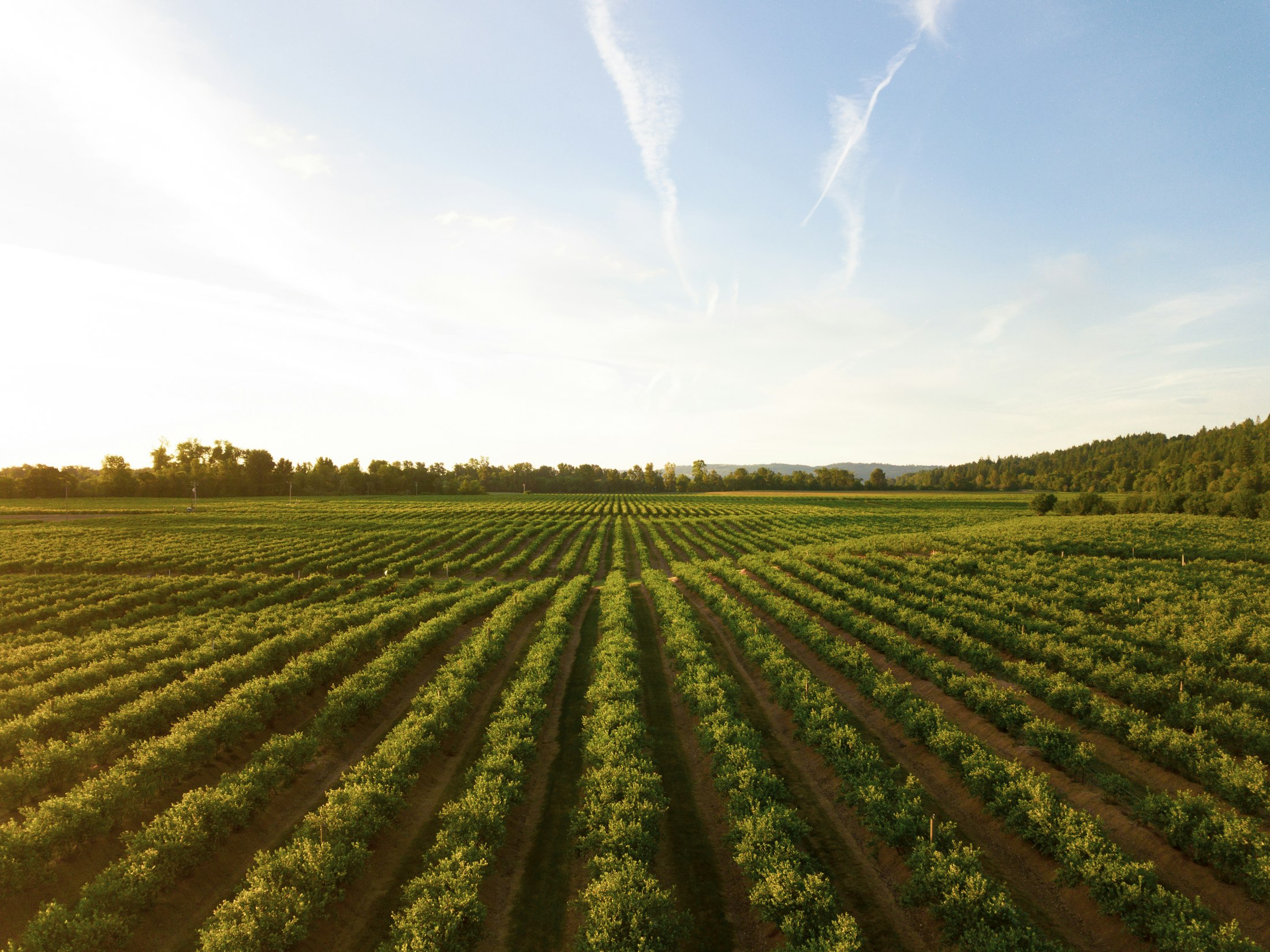 Aerial view of farm fields